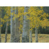 Breckenridge Aspen Grove by Tim Breaux | Art Legends Inc. | 552 | 36x48